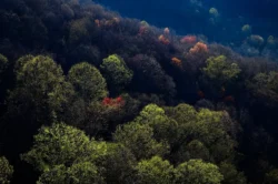 Forestry during the fall to be explored for the hidden cache sites around Pinnacle Rock.