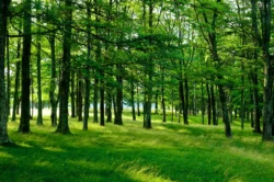 heavily wooded area of Canaan Valley Resort State Park during the summer.