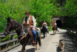 A party of three horseback riders trailed behind one another with a German Shepherd following along during the summer.