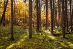 Ground-level view of the fall forestry in Seneca State Forest.