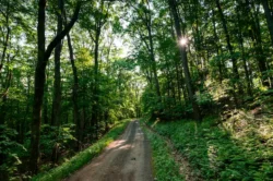 Upward view of gravel trail accessible for bikers in Seneca State Forest during the summer.