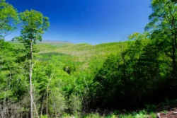 Hikers point-of-view when stopping at a patch of greenery with a scenic overlook of Seneca State Forest in the summer.