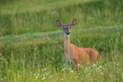 A deer in a field at Stonewall Resort