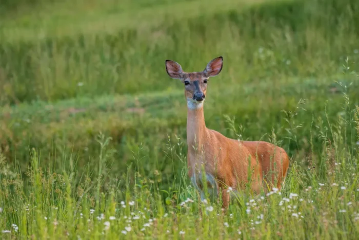 A deer in a field at Stonewall Resort