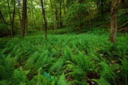 Gorgeous greenery to hunt for treasure in Tomlinson Run State Park.