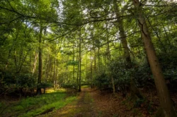 Forest trail at Twin Falls Resort State Park