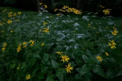 A floral patch to be seen when geocaching in Tygart Lake State Park.