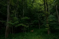 Natural wildlife amid Tygart Lake State Park in the summertime to be discovered on a hiking trail.