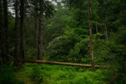 A fallen tree crosses the deep green forest at Watoga State Park