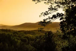 Overhead view of Watoga State Park greenery at sunrise.