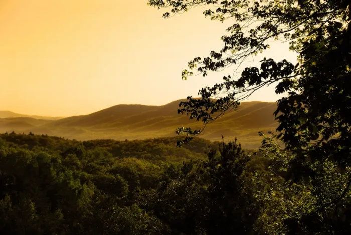 Overhead view of Watoga State Park greenery at sunrise.