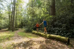 Two children following a scenic trail
