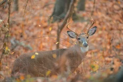 A buck in the wild staring at the camera