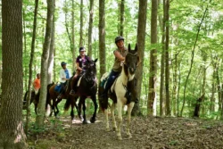 Wide shot of a horseback trail experience in Camp Creek State Park during the summer.