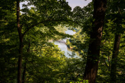 A distant bridge spans a river, seen through dense, green foliage of a forest in Hawks Nest State Park. The foliage frames the view, with sunlight casting dappled shadows on the leaves, while the bridge stands out against the serene greenery and water below—ideal for outdoor activities.