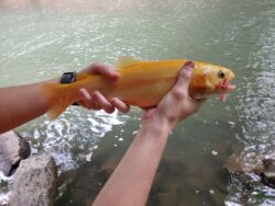 Two hands gently holding a golden rainbow trout on the banks of the Upper Guyandotte