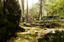 Two people walk through a moss-covered, rocky forest under tall trees in Canaan Valley State Park. Sunlight filters through the dense foliage, creating a serene, dappled light effect. They appear to be enjoying hiking activities, surrounded by lush greenery and natural beauty.