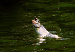 Fly fishing on Bluestone Lake
