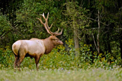 An elk at the WV State Wildlife Center