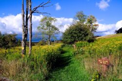 Back Hollow Trail