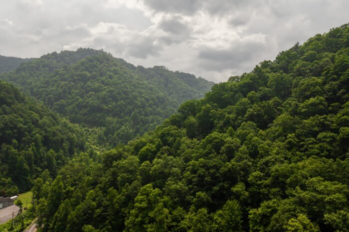 Panther State Forest