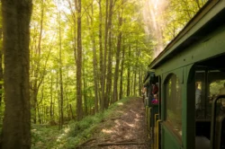 A shot from the Cass Scenic Railroad of the forest from the train