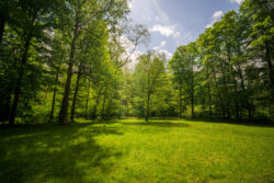 Sunshine, blue sky and fluffy clouds are visible through the trees at Greenbrier State Forest