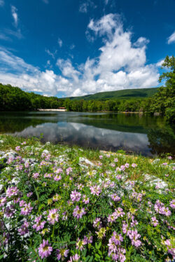 Beautiful wildflowers grow on the banks next to the water at Cacapon State Park