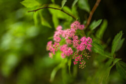 Beautiful pink flora at Panther State Park