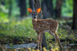 An adorable fawn with its white spots stands on the forest's edge at Cacapon