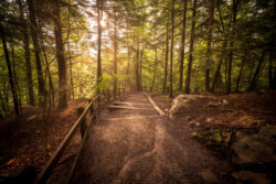 A forest trail at Blackwater Falls State Park with the sun shining through the trees