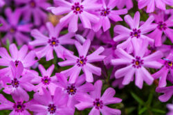 Close-up of vibrant pink flowers at Kanawha State Forest