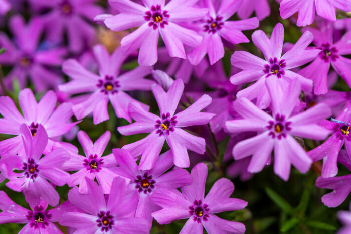 Close-up of vibrant pink flowers at Kanawha State Forest