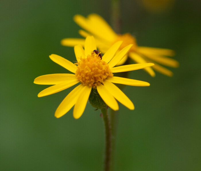 A tight close-up of two yellow flowers growing at Kanawha State Forest