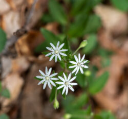 Close-up of small white wild flowers at Kanawha State Forest