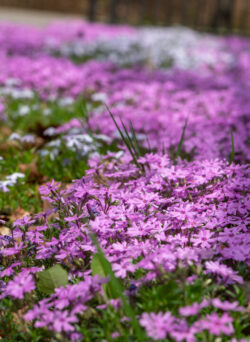 A sea of pink flowers blossoming at Kanawha State Forest