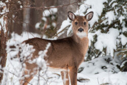 A deer standing in the snow at Blackwater Falls State Park