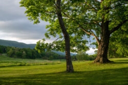 Trees stand tall against a beautiful evening sky at Cacapon State Park