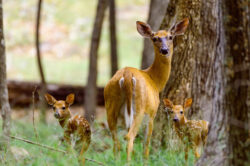 A doe and her fawns stare at the camera from a distance at Cacapon State Park