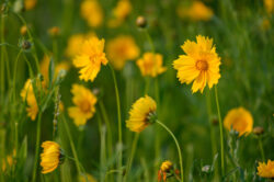 Bright yellow wild flowers on display at Cacapon State Park