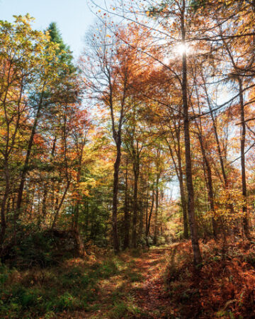 Summersville Lake State Park - Summersville 8744 720x480 92e4fa57 E96d 495b Bb71 7ca233f65107 360x450
