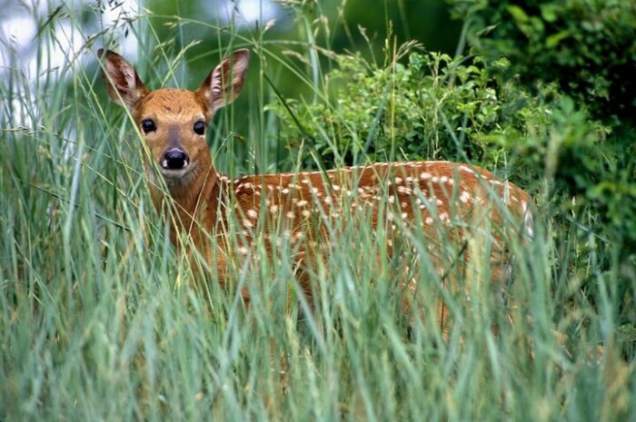 A beautiful fawn stands among the tall grass at Twin Falls Resort State Park