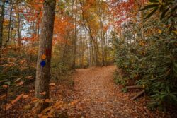 Fall, Summersville Lake State Park, trail