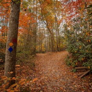 Fall, Summersville Lake State Park, trail