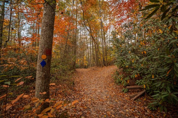 Fall, Summersville Lake State Park, trail