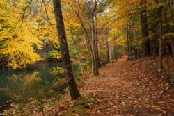 Pipestem, fall, trail