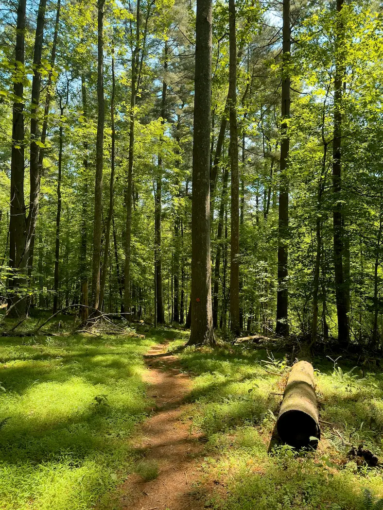 A dense forest with the sun peeking through the trees at North Bend State Park