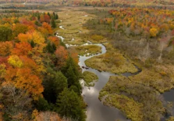 Aerial view of winding stream through wetland and fall foliage at Canaan Valley Resort State Park