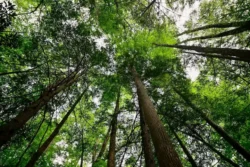 Tall trees and dense forest canopy at Holly River State Park