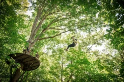 Person ziplining from tree platform through dense forest canopy